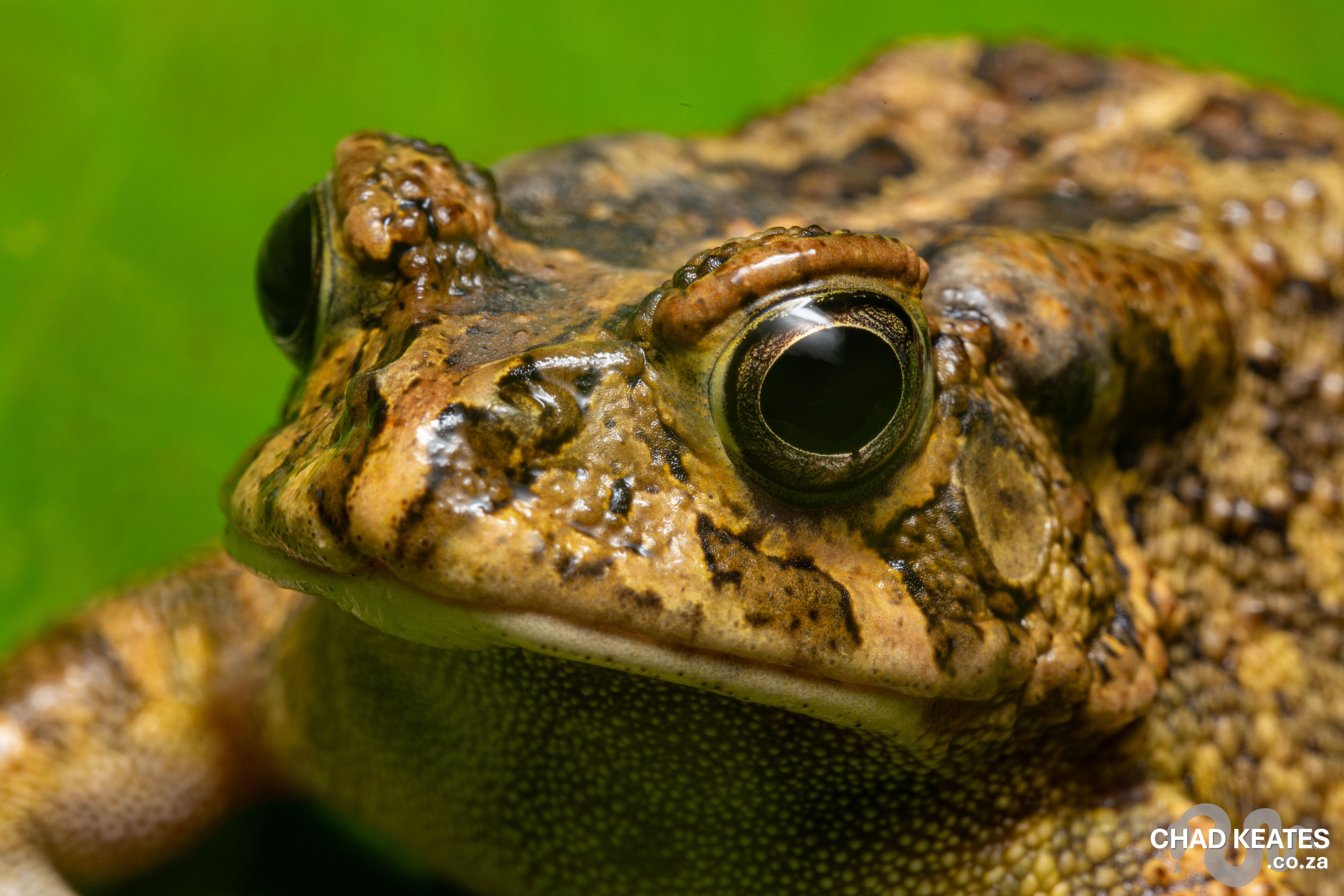 Chad Toad Guttural Toad (Sclerophrys gutturalis) | Chad Keates