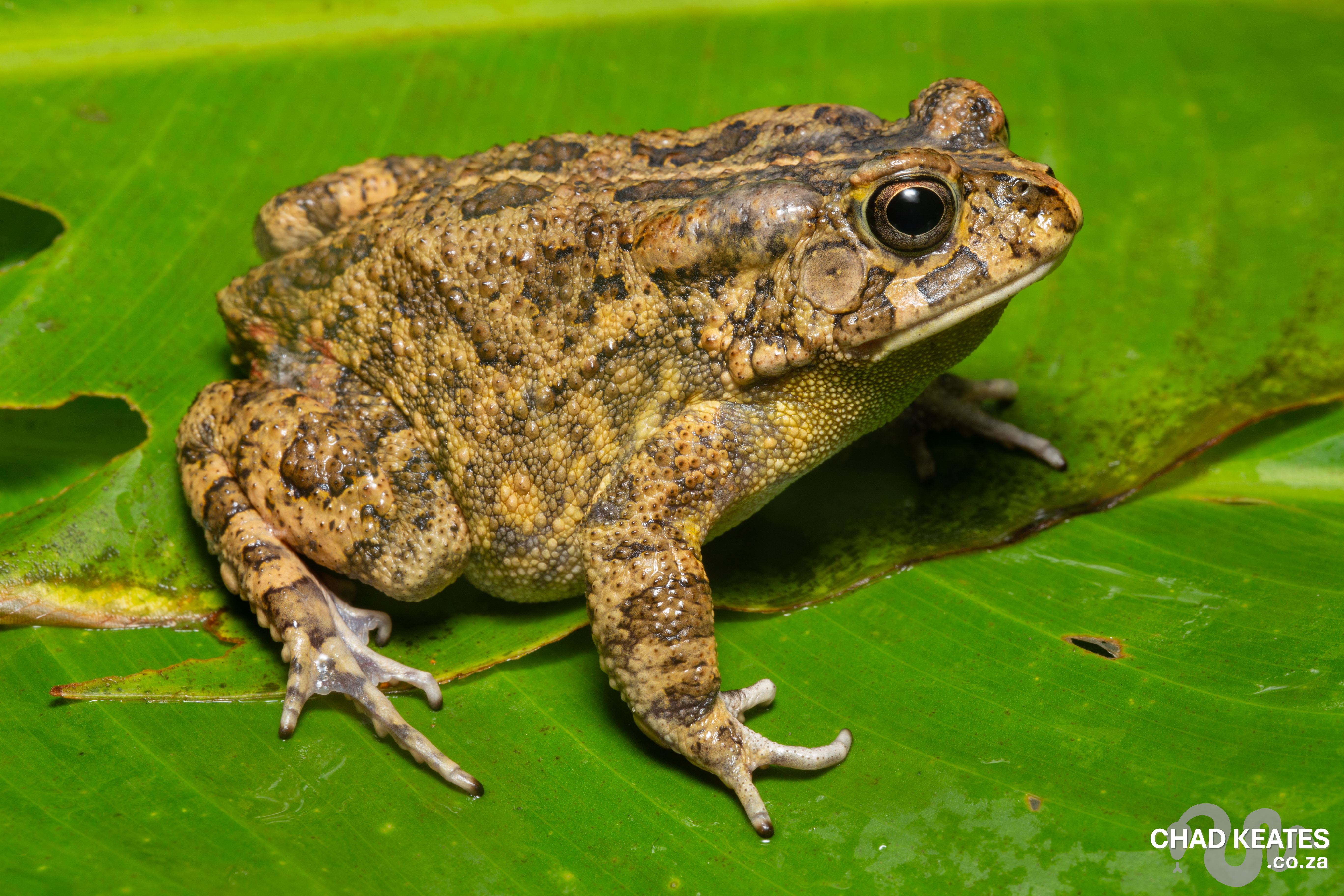 Chad Toad Guttural Toad (Sclerophrys gutturalis) | Chad Keates