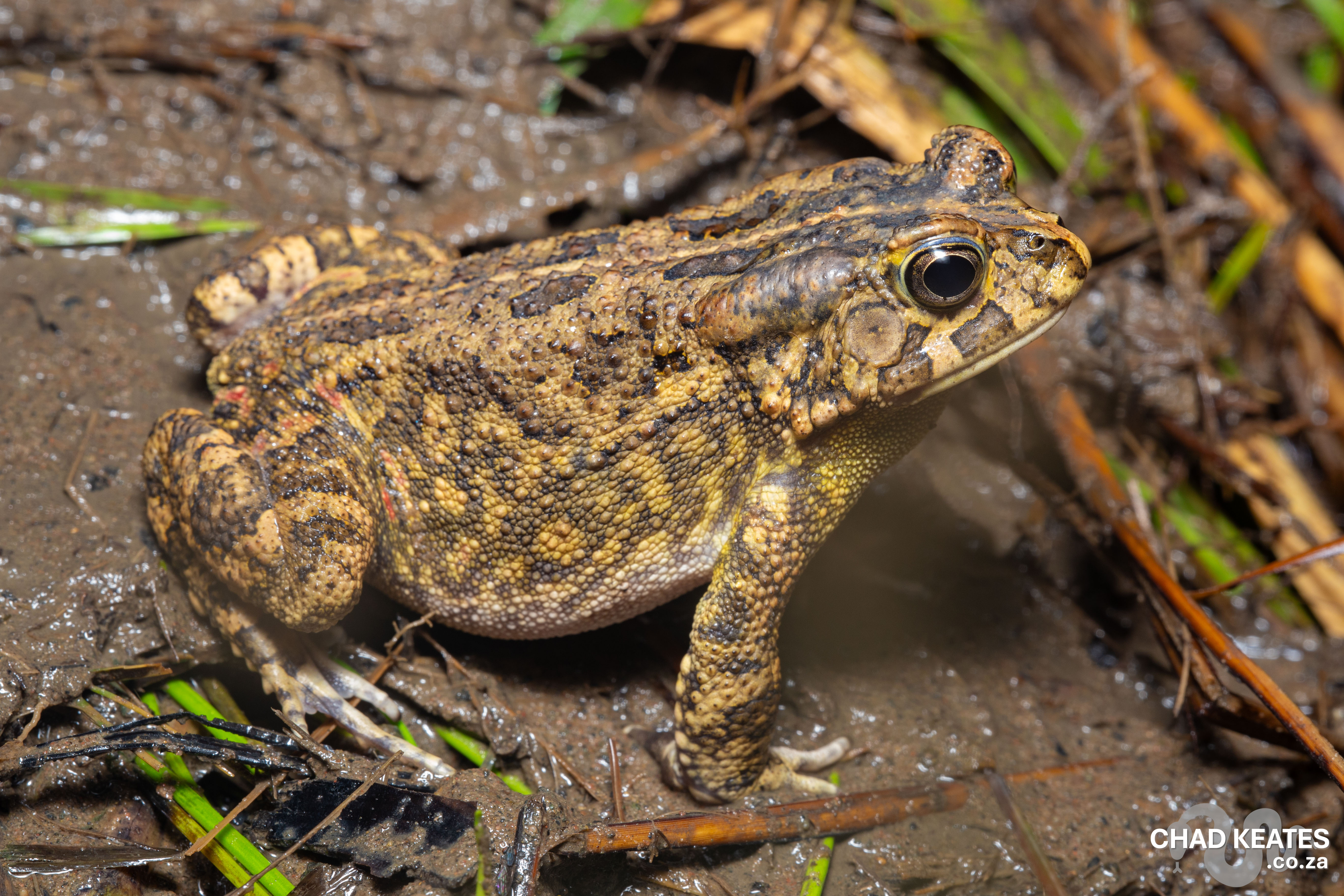 Chad Toad Guttural Toad (Sclerophrys gutturalis) | Chad Keates