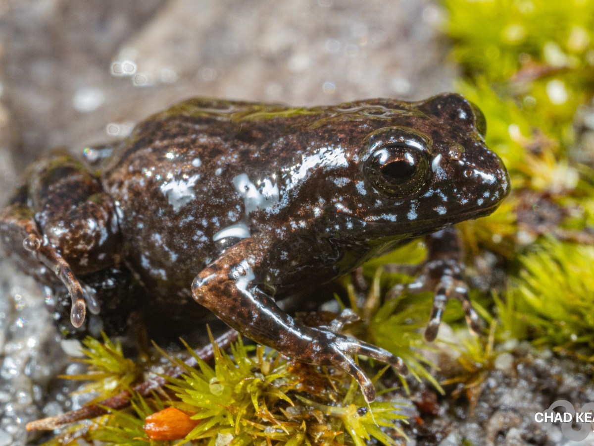 Drewes moss frog – Arthroleptella&nbsp;drewesii
