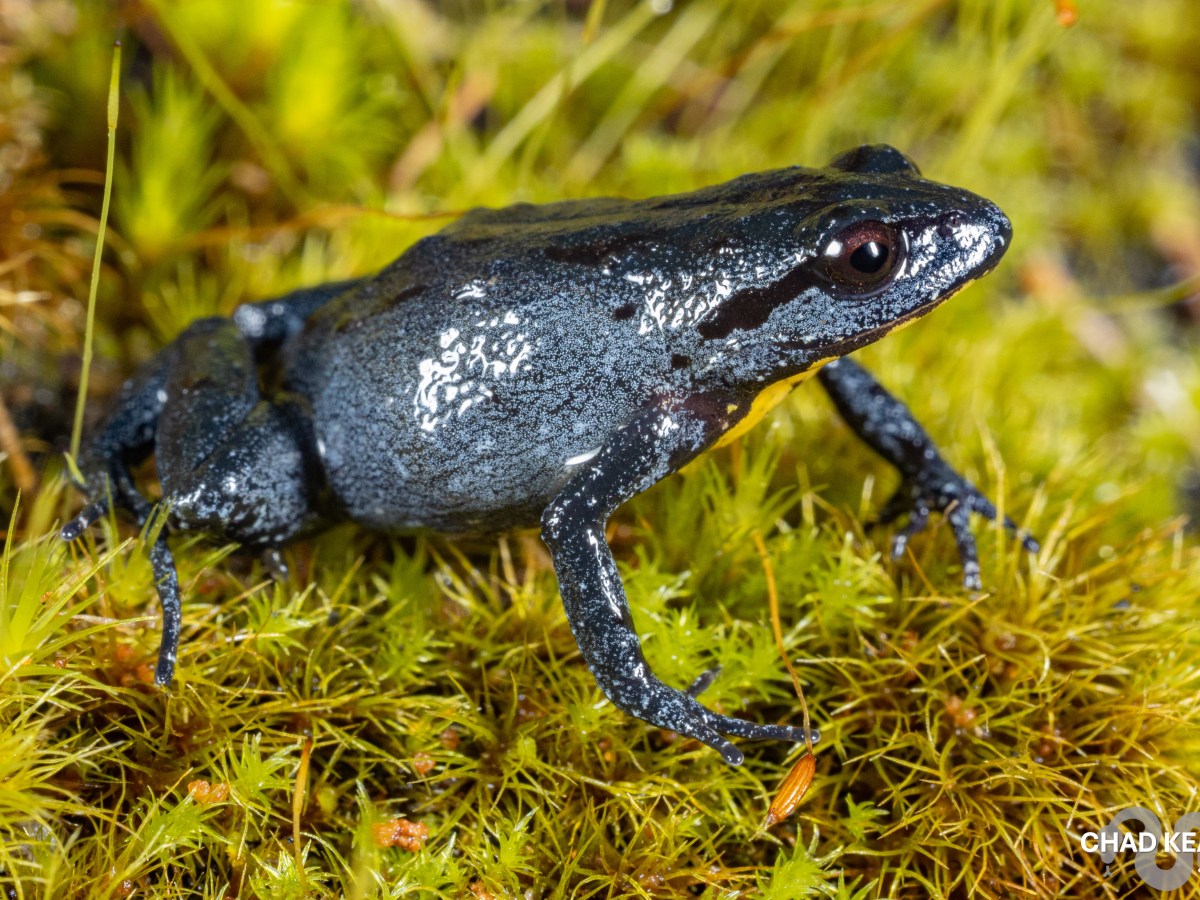 Kogelberg Moss Frog – Arthroleptella&nbsp;kogelbergensis