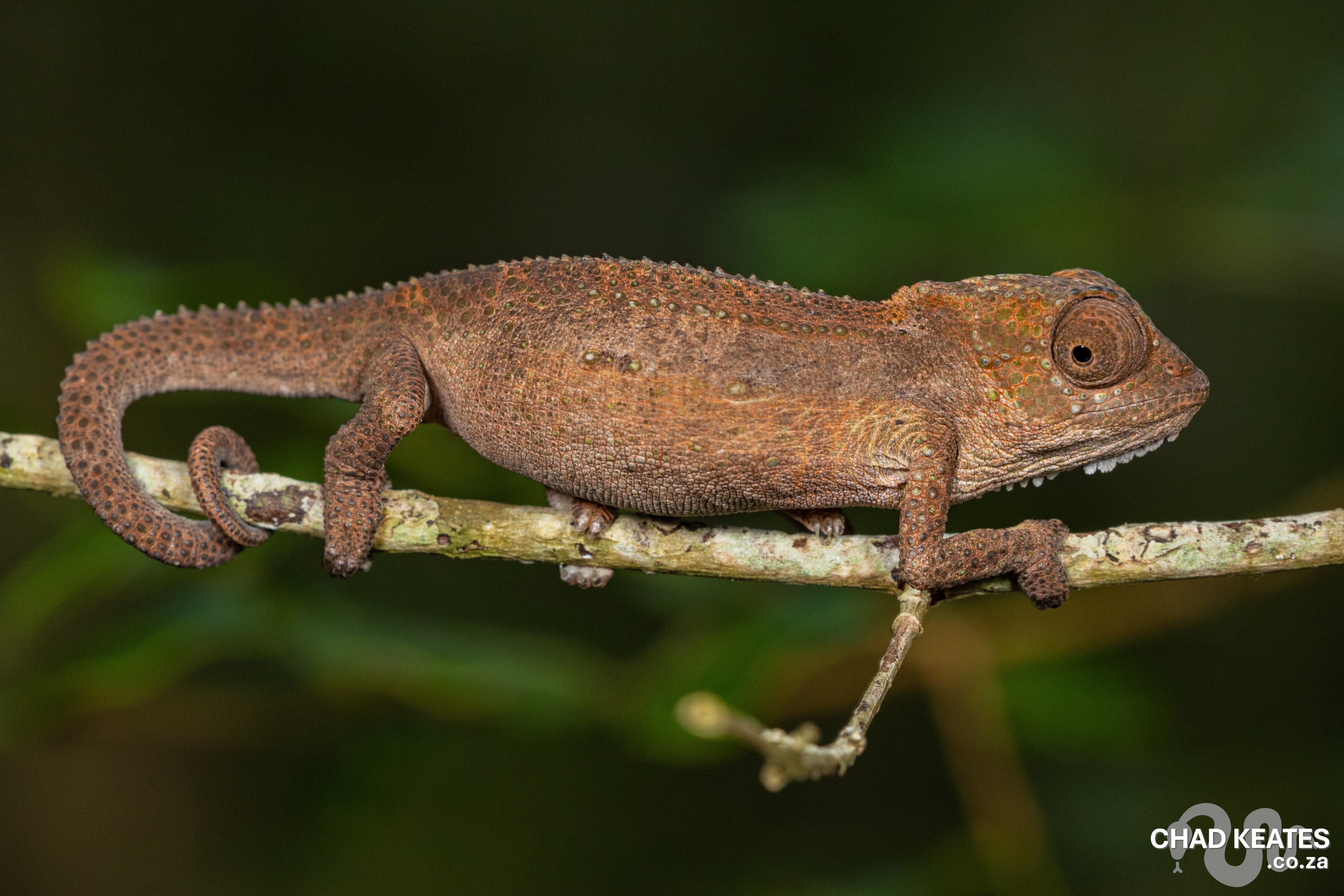 Turner's Gecko (Chondrodactylus turneri) | Chad Keates