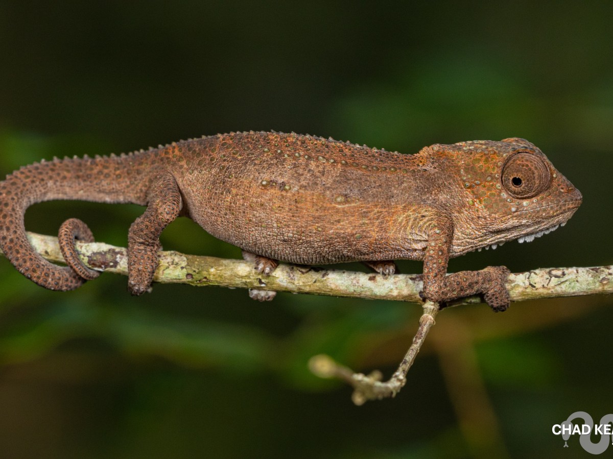 Grootvadersbosch Dwarf Chameleon – Bradypodion&nbsp;venustum