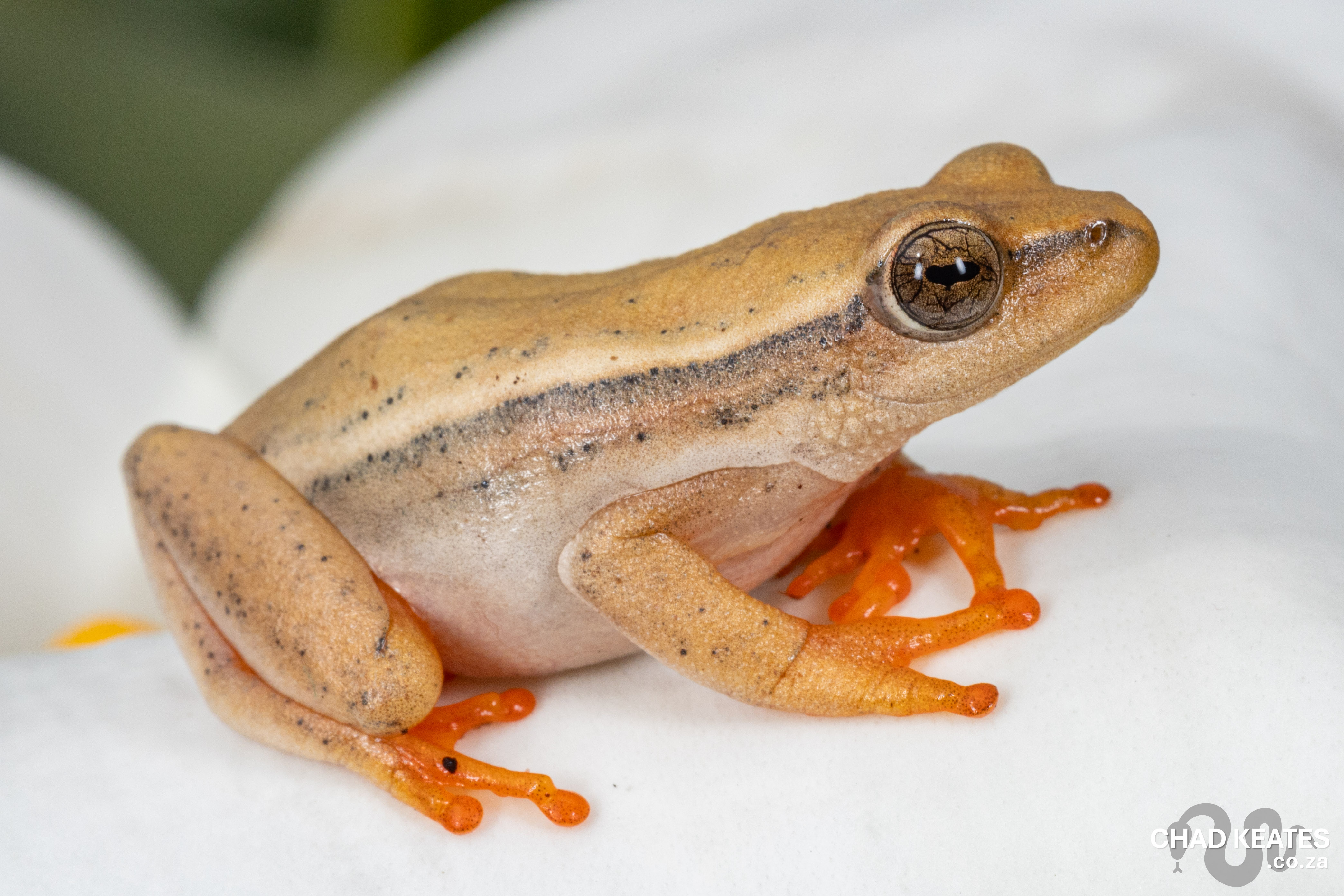 チャンダリスモ・イルストラード/Gecko Turner ゲコ・ターナー：未開封 Turner's Gecko (Chondrodactylus turneri) | Chad Keates