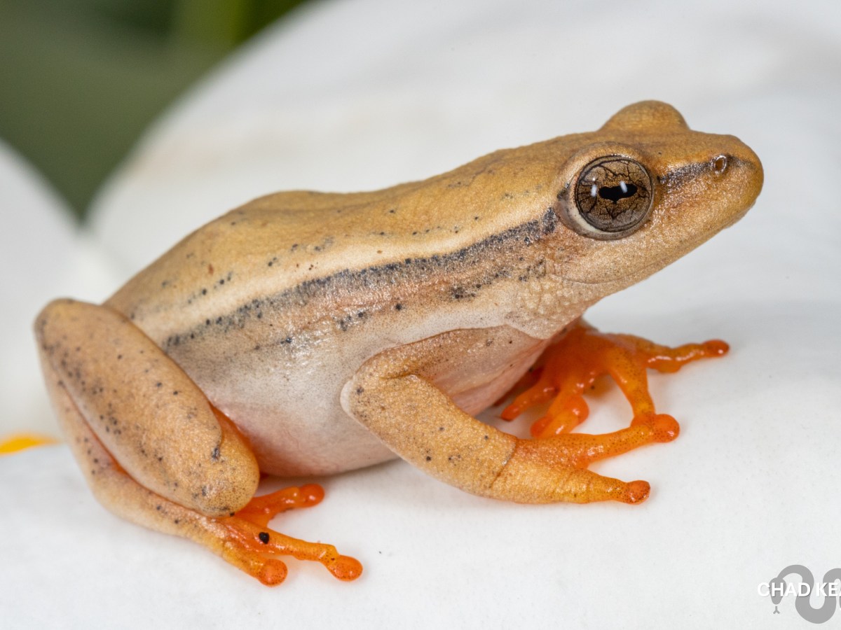 Arumlily Reed Frog – Hyperolius&nbsp;horstockii