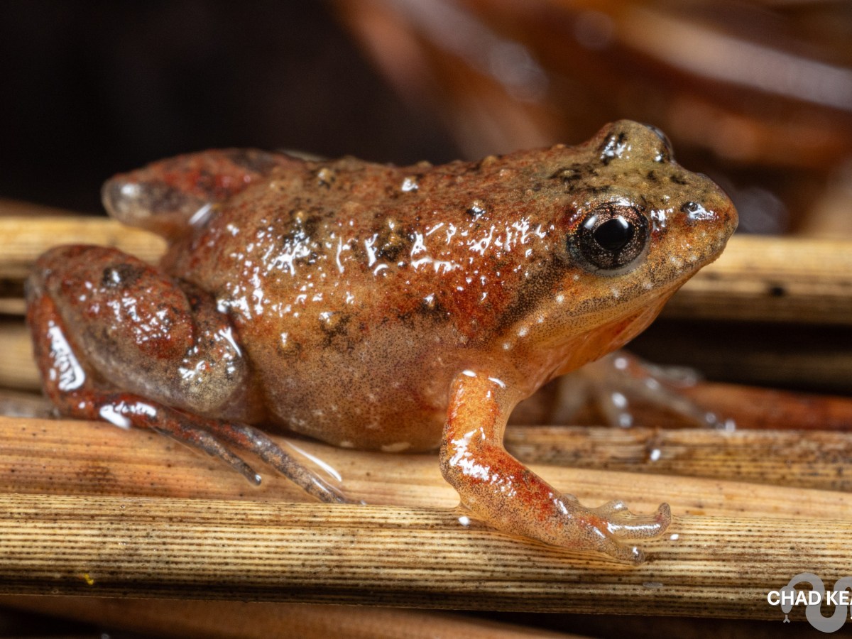 Micro Frog – Microbatrachella capensis